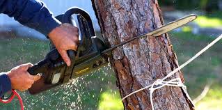 How Our Tree Care Process Works  in Lucas Valley Marinwood, CA